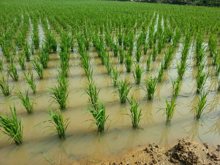 Ihiala Rice Farms